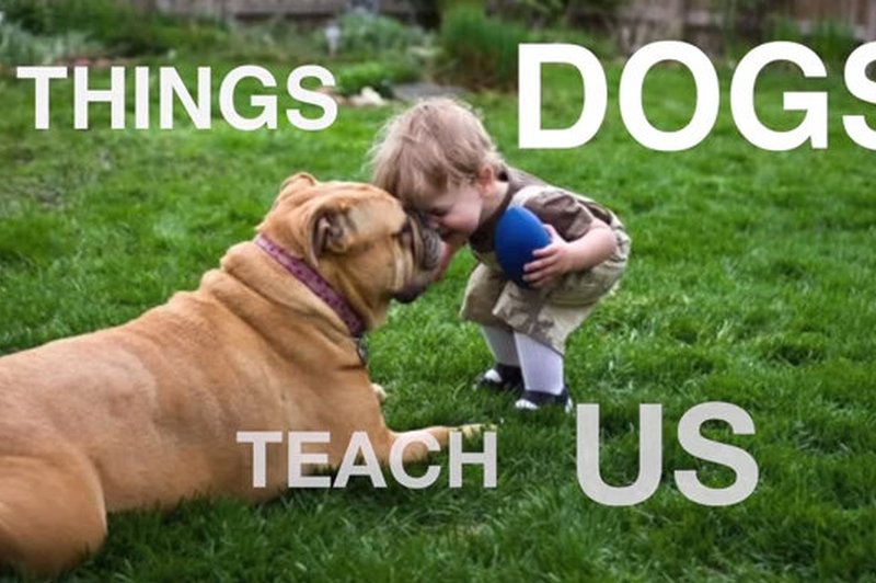 VIDEO: Čudovite stvari, ki nas jih naučijo psi (foto: Youtube)