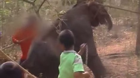 VIDEO: Zakaj ne bi NIKAKOR smeli jezditi slonov na Tajskem!