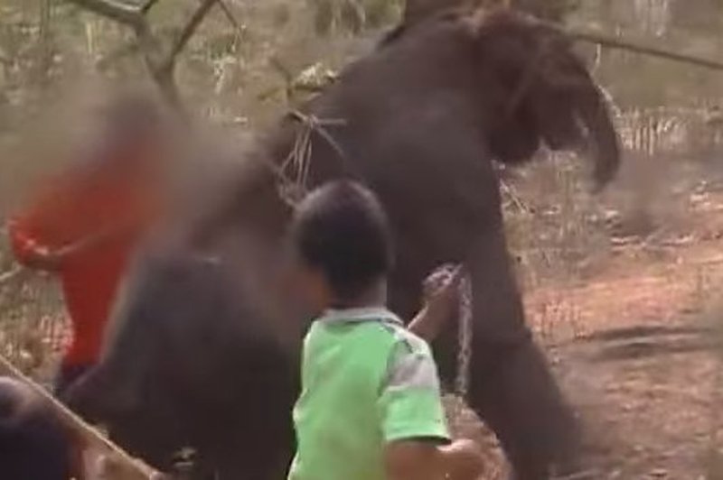 VIDEO: Zakaj ne bi NIKAKOR smeli jezditi slonov na Tajskem! (foto: Youtube)