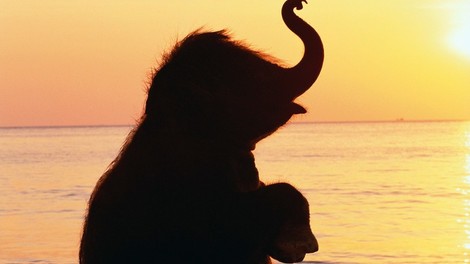 Ta ganljiva zgodba o slonu ti bo spremenila pogled na življenje