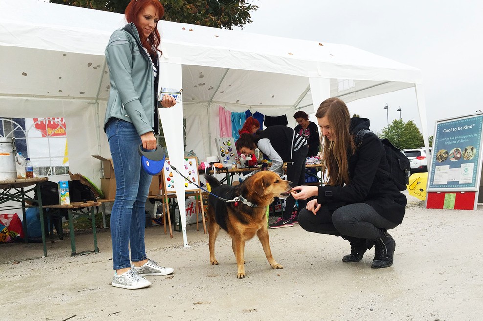 Prinesi star papir in pomagaj živalim (foto: promocijsko gradivo)
