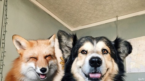 FOTO: Ko najboljša frenda postaneta pes in lisica