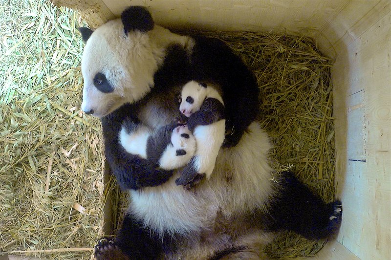 Mladičku pande v dunajskem ZOO-ju bodo ime izbrali s spletnim glasovanjem (foto: © ZOO Schönbrunn)