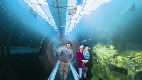 Na Dunaju nov akvarij, kjer se z morskim psom srečaš iz oči v oči