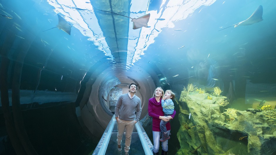 Na Dunaju nov akvarij, kjer se z morskim psom srečaš iz oči v oči (foto: Daniel Zupanc)