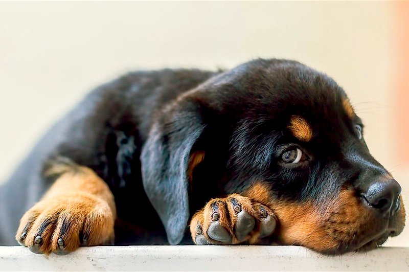 Praznično pokanje - hud stres za pse! Morda ga umiriš s tem (pasji radio) (foto: Profimedia)
