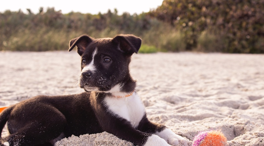 To je (dober) razlog, zakaj je športanje v družbi tvojega psa dobro zate! (foto: Unsplash.com/Andrew Pons)
