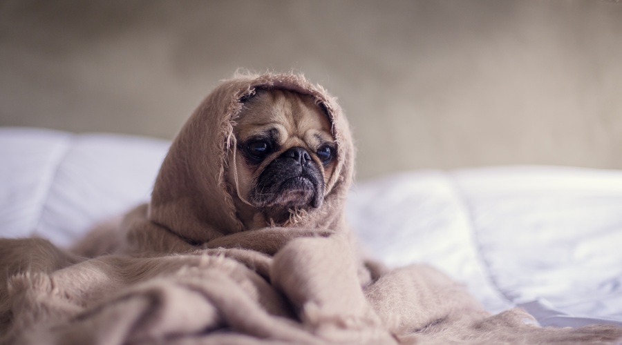4 sijajni triki za boj proti jesenski utrujenosti (foto: Unsplash.com/Matthew Henry)