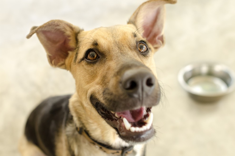 Štartaj Slovenija: V uredništvu smo preizkusili surovo hrano za pse Good4Dogs (foto: shutterstock)