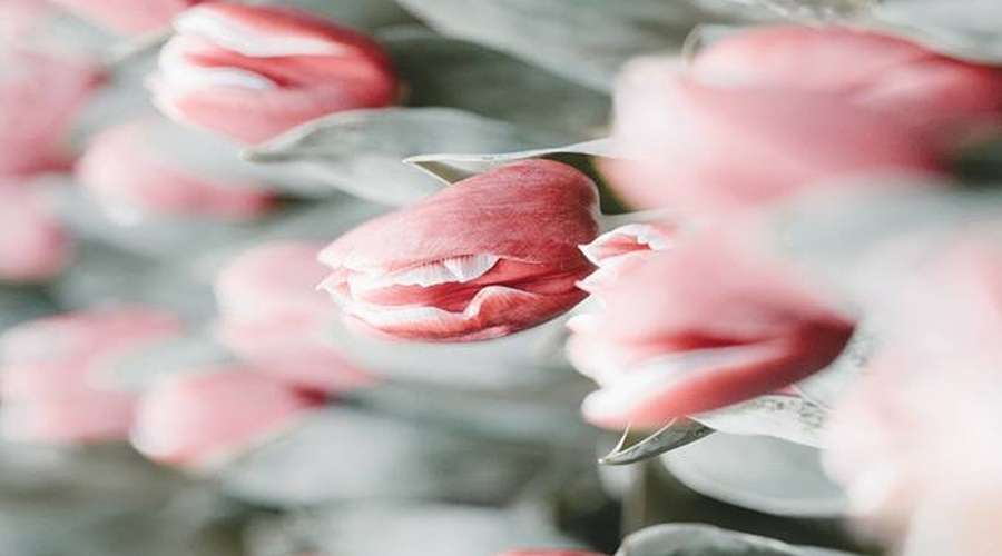 Živila, za katera tvoja vagina želi, da jih uživaš (+ razlogi, zakaj) (foto: Unsplash.com)