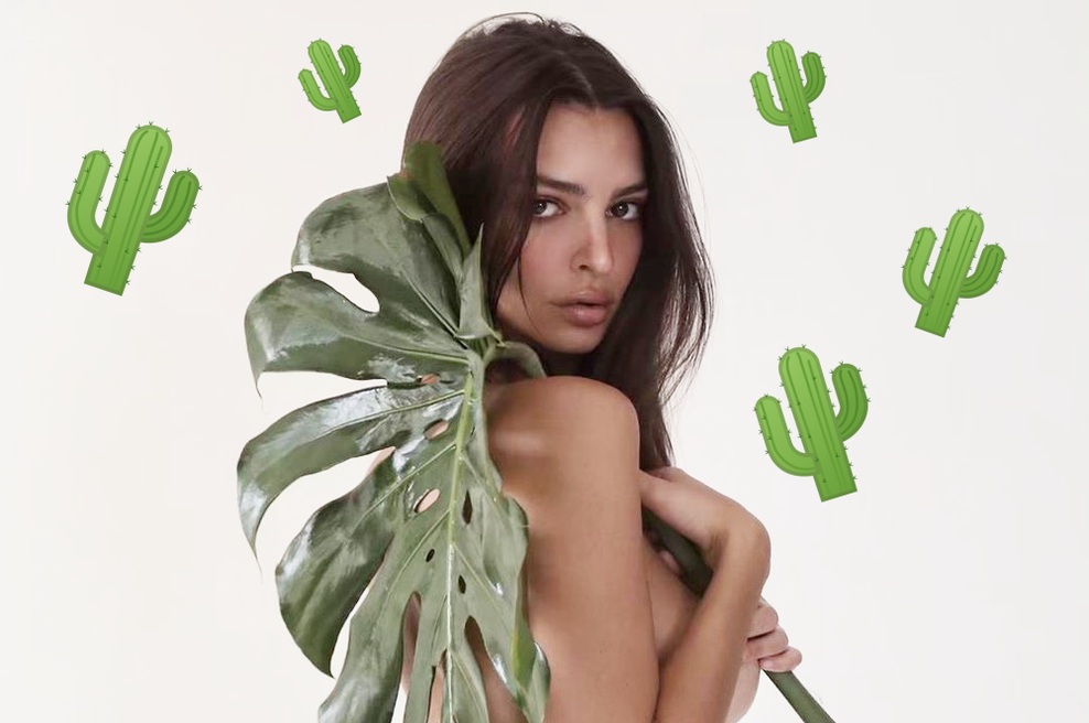 5 sobnih rastlin, ki PREŽIVIJO tudi pri najbolj obupnih lastnikih🌿 (foto: Profimedia)