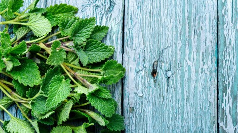 Imaš na vrtu res veliko METE? Preprost RECEPT za odličen METIN SIRUP