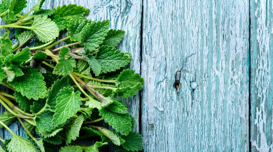 Imaš na vrtu res veliko METE? Preprost RECEPT za odličen METIN SIRUP (foto: Profimedia)
