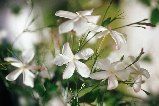Jasmin Sobna rastlina jasmin ima čudovite majhne bele rožice, znan pa je tudi po svojem sproščajočem vonju, ki so ga …