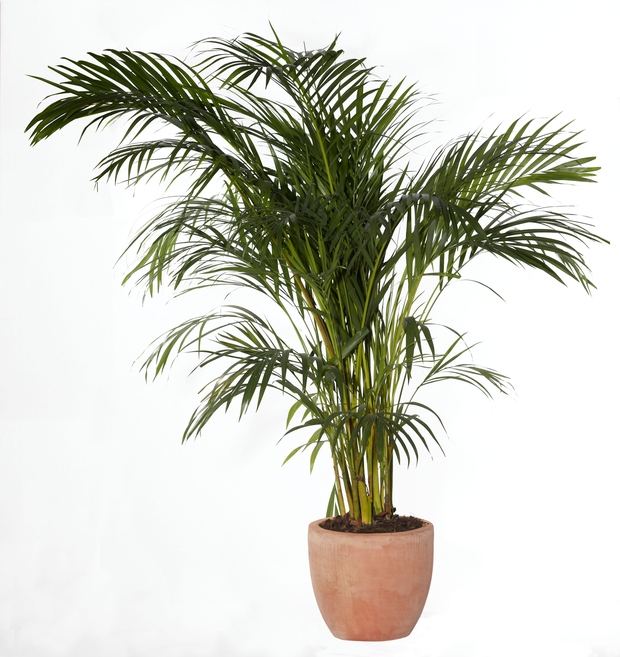 Bambusova palma Bambusova palma je odlična za odstranjevanje dveh kemikalij – trikloretilena in benzena, zato naj jo ima v sobi …