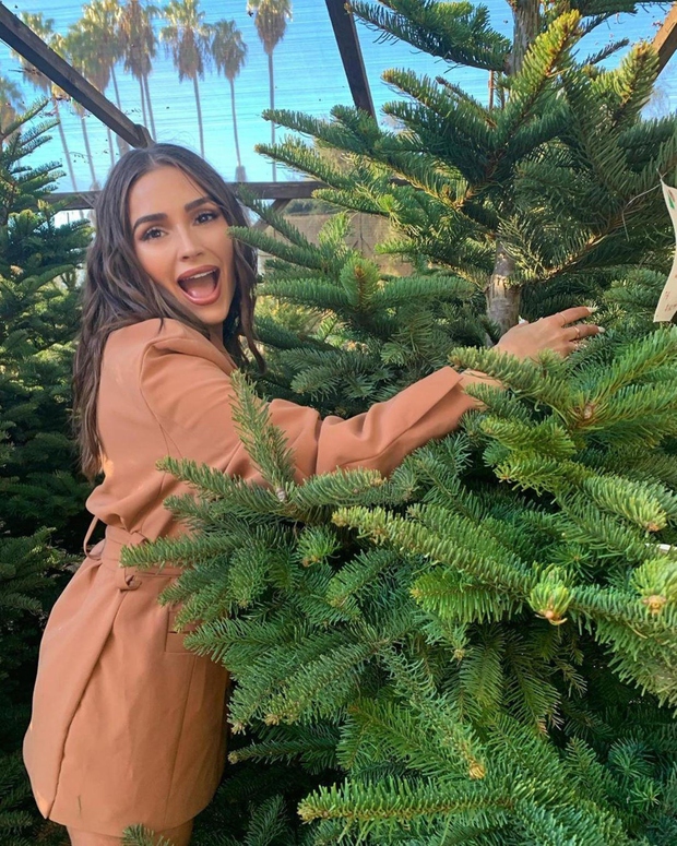 V kolikor si si letos omislila naravno božično drevo v loncu, bi brez dvoma rada, da čim dlje ostane lepo …