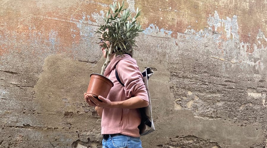 Metka iz Sanjskega šopka: TE rastline bodo na tvoj balkon prinesle občutek poletja (foto: Sanjski šopek)