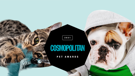 GLASOVANJE za Cosmopolitan PET Awards 2021 je odprto 🐶 (in glasuješ lahko TUKAJ 👇)