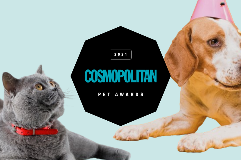 TO so zmagovalci izbora Cosmo PET awards 🐶 🐱