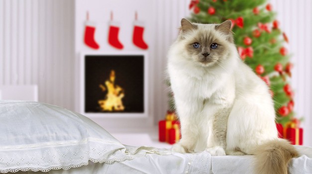 Se sprašuješ, kaj za božič podariti svoji mački? Imamo popolno idejo! (foto: Profimedia)