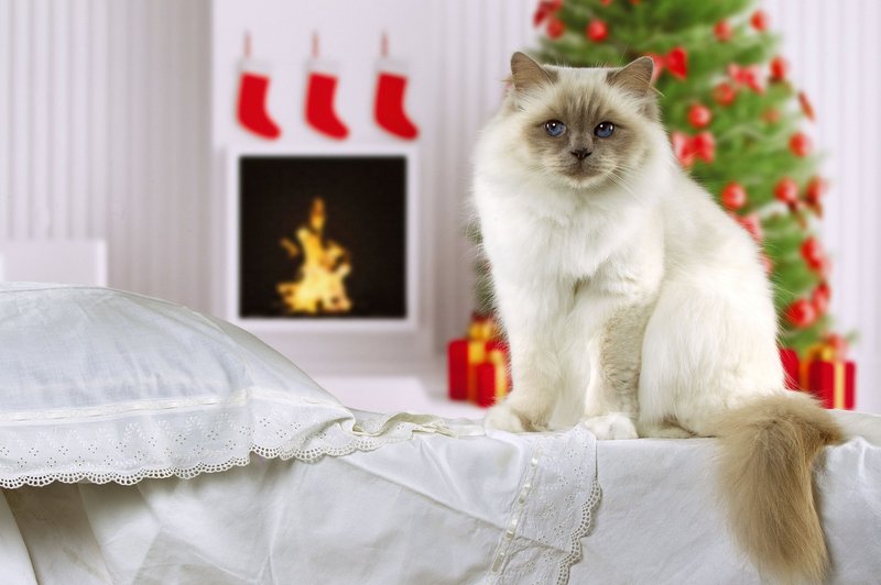 Se sprašuješ, kaj za božič podariti svoji mački? Imamo popolno idejo! (foto: Profimedia)