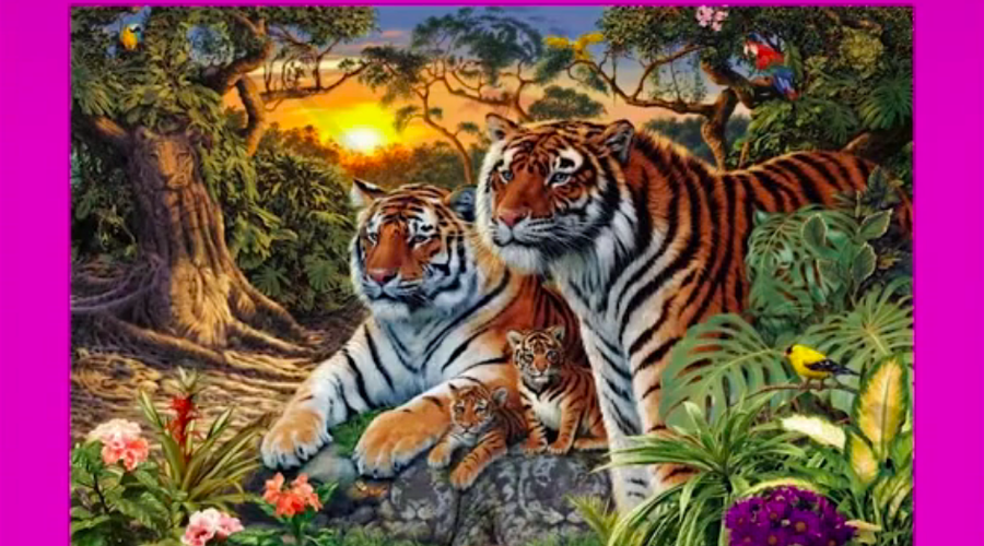 Če najdeš VSE tigre na tej fotografiji, spadaš med 1% najbolj pametnih ljudi na svetu (+pravilen rezulat) (foto: Tiktok.com)