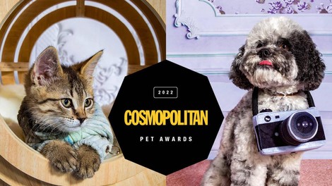 GLASOVANJE za Cosmopolitan PET Awards 2022 je odprto 🐶 (glasuj TUKAJ 👇)