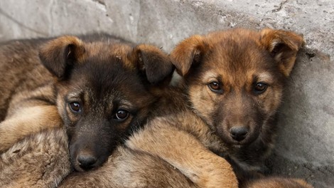 Nad Horjulom nekdo pustil 8 shiranih pasjih mladičkov – je kdo kaj videl?