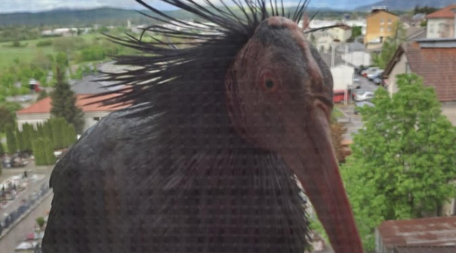 Uooou! Kako je to mogoče? Na okno Postojnčana priletel ptič, ki je pri nas že davno izumrl (poglej ta VIDEO) (foto: Facebook/Boris Arko)
