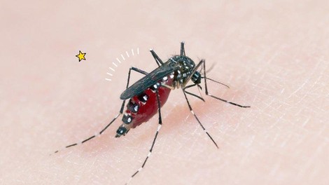 S tem trikom boš odgnala komarje IN preprečila njihovo razmnoževanje (živijo, poletje!)