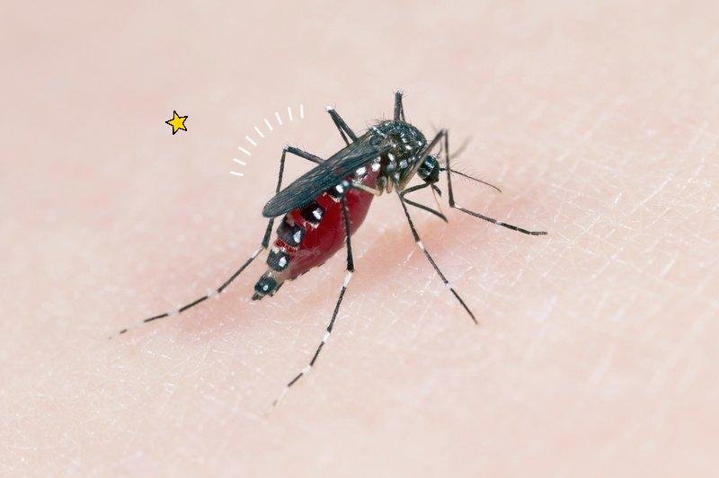 S tem trikom boš odgnala komarje IN preprečila njihovo razmnoževanje (živijo, poletje!) (foto: Profimedia, Obdelava: Cosmo uredništvo)