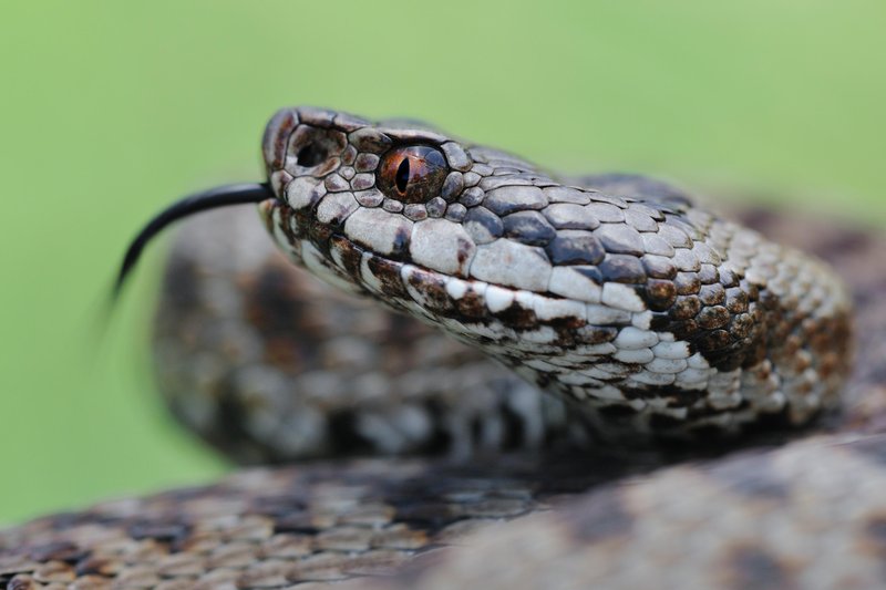 Nespametnega pohodnika na območju Okrešlja ugriznila kača - Takšne so bile posledice! (foto: Shutterstock)