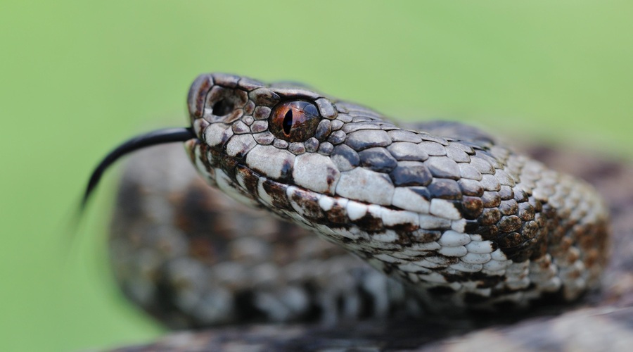 Nespametnega pohodnika na območju Okrešlja ugriznila kača - Takšne so bile posledice! (foto: Shutterstock)