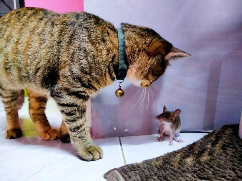 Kaj ti želi povedati mačka, ko ti prinese miš? (foto: Profimedia)