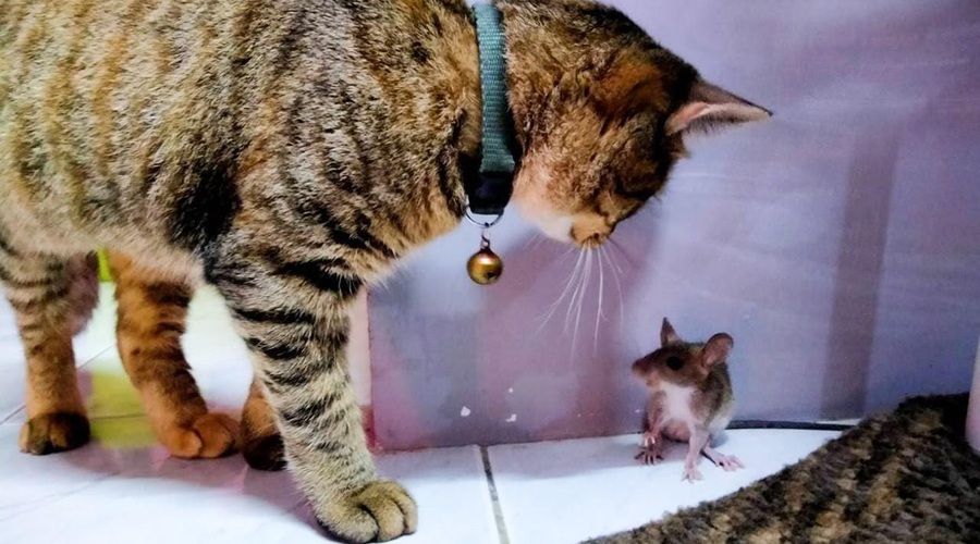 Kaj ti želi povedati mačka, ko ti prinese miš? (foto: Profimedia)