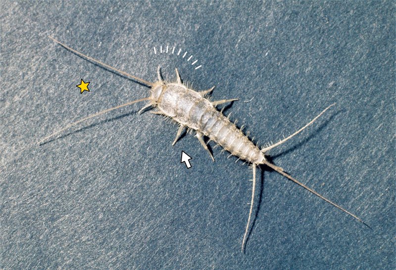 Trendi - stran 44 - Metropolitan.si