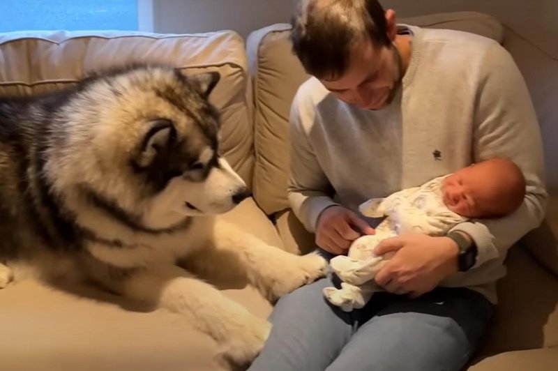 To je posnetek, ki je ganil ves svet: Ogromen haski prvič spozna novorojenčka (VIDEO) (foto: Youtube posnetek zaslona)