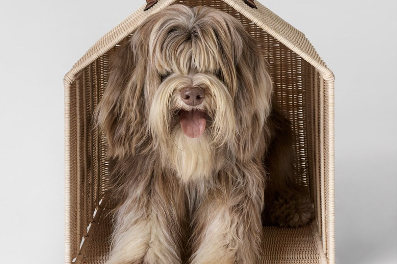 Modna hiša Celine je izdala linijo dodatkov za hišne ljubljenčke (in ne boš verjela, kako šik so!) (foto: Foto: Instagram @celine)