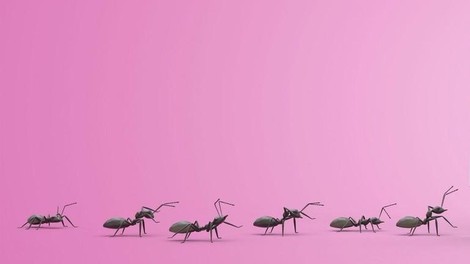 Imaš doma cel kup mravelj? Nikar jih ne ubijaj, učinkovito se jih boš rešila, če boš naredila TO