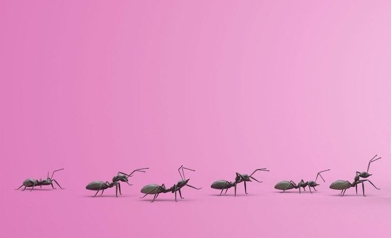 Imaš doma cel kup mravelj? Nikar jih ne ubijaj, učinkovito se jih boš rešila, če boš naredila TO (foto: Profimedia)