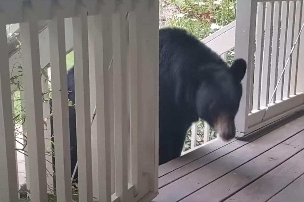 Moški rešil medvedko: 3 leta kasneje se je zgodilo nekaj osupljivega (foto: Youtube/posnetek zaslona)