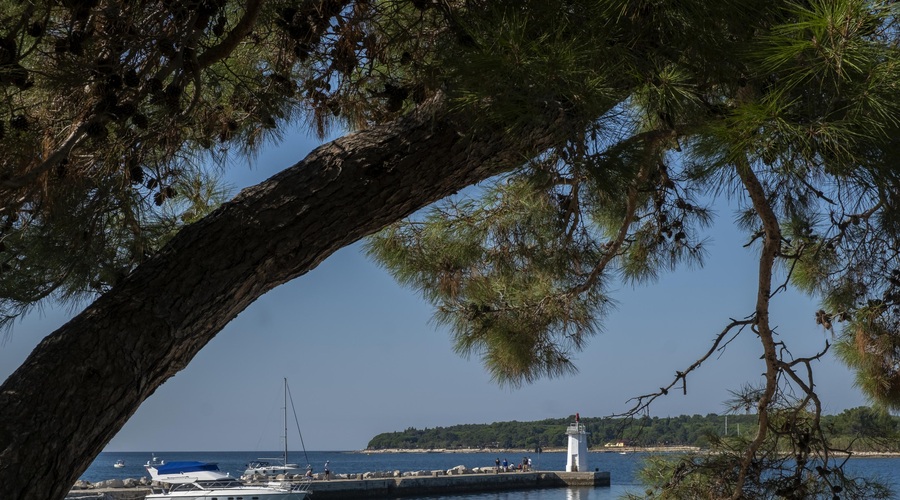 Zvok, brez katerega za marsikoga ni poletja, zmedel turistko: "Mi lahko kdo pove, kaj je to in zakaj je tako glasno?" (foto: Profimedia)