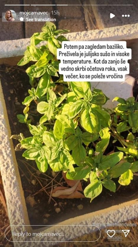 Ob hiški raste čudovita bazilika, ki Mojco spomni na pokojnega očeta, ki je imel zelene prste. Danes pa se zdi, …