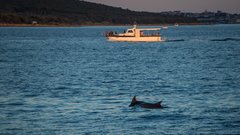 živali morske živali Krk delfin mrtev delfin