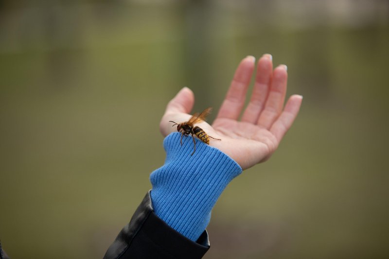 Kaj storiti, če te piči osa, čebela ali sršen? Na mesto pika nanesi TO in bolečina bo izginila v trenutku (foto: Profimedia)