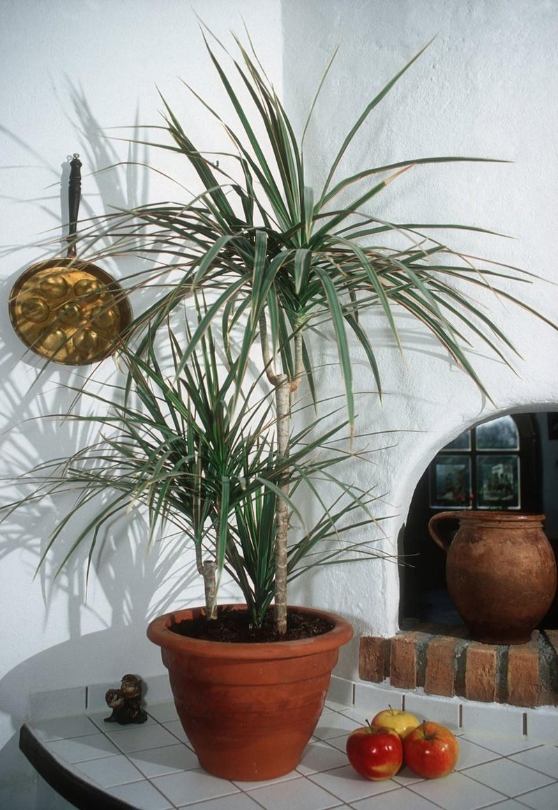 dracena, čiščenje zraku