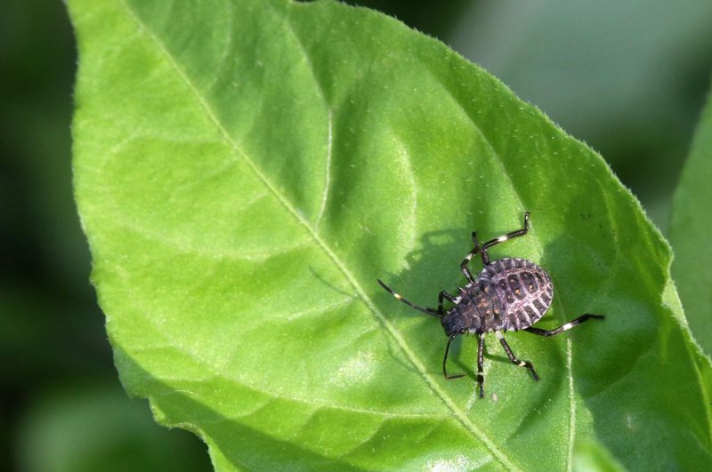 Smrdljivci: Ker jih bo letos čedalje več, smo poiskale 2 RES učinkoviti rešitvi, kako se jih znebiti