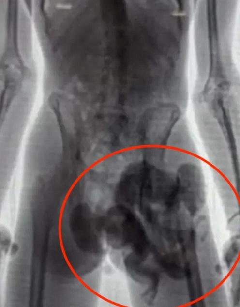 Cariniki na letališču zaustavili moškega in žensko: nihče ni mogel verjeti, kaj sta skrivala v spodnjicah (FOTO)