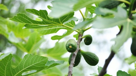 figa drevo