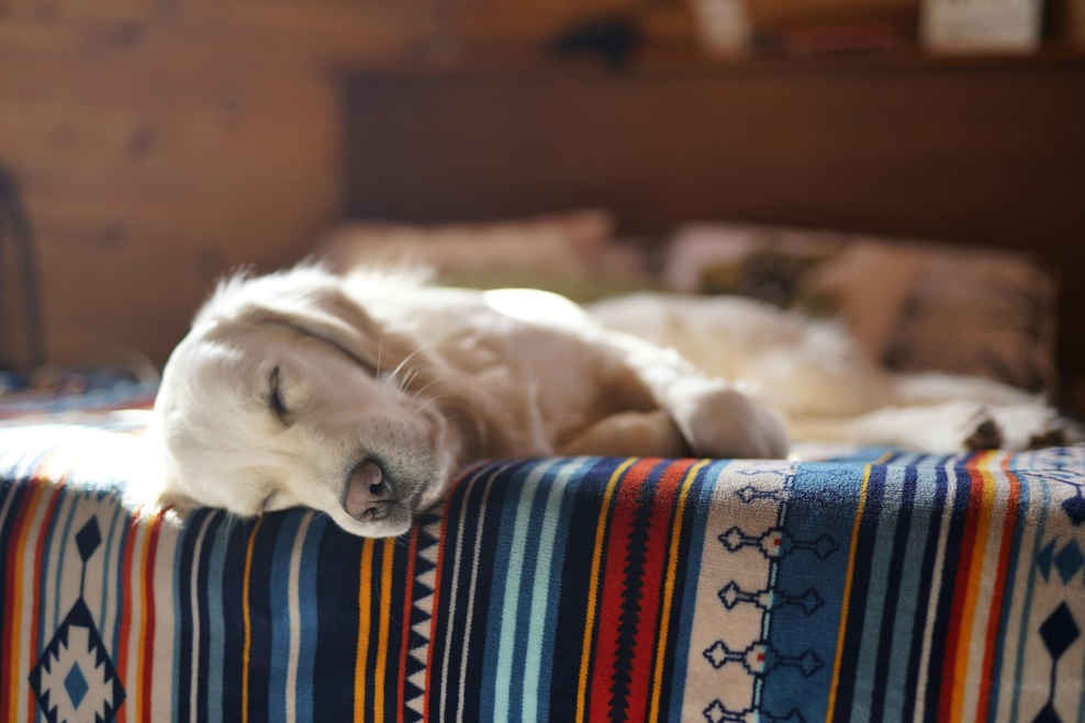 Zakaj se vaš pes uleže na vaš prostor tik zatem, ko vstanete? To je razlog (foto: Unsplash/Irina IS)